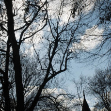 Tree and Sky